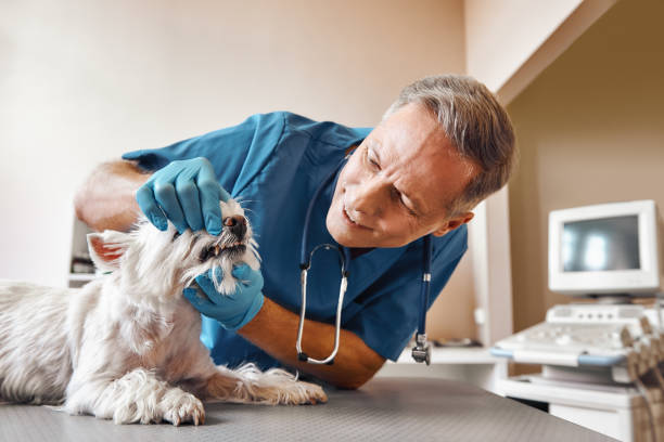 Best Same-Day Emergency Dentist in Eastover, NC